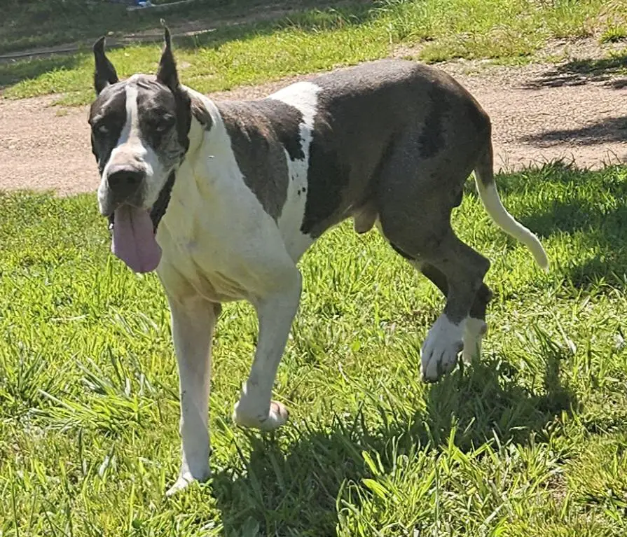 CBD'S INVIOLABLE KHALON BY DGD