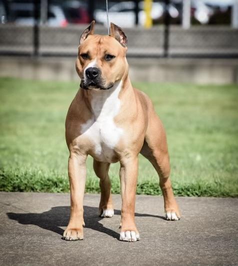 AKC GCHB, CKC GCHB RBIS, UKC CH RBIS Ironstone's Call Me A Wicked Dragon