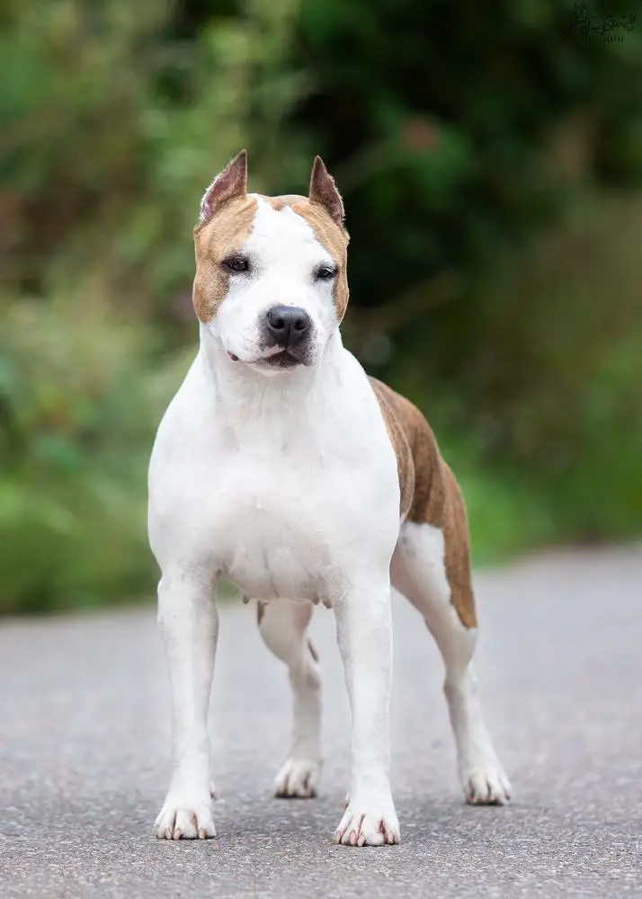 JCH Rus, RKF, Eurasian JW, CIS JW, NBC,J GrandCH,CH Rus, RKF Mira Alma Mistic Charm Queen