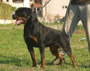 Capri Singidunum Rott