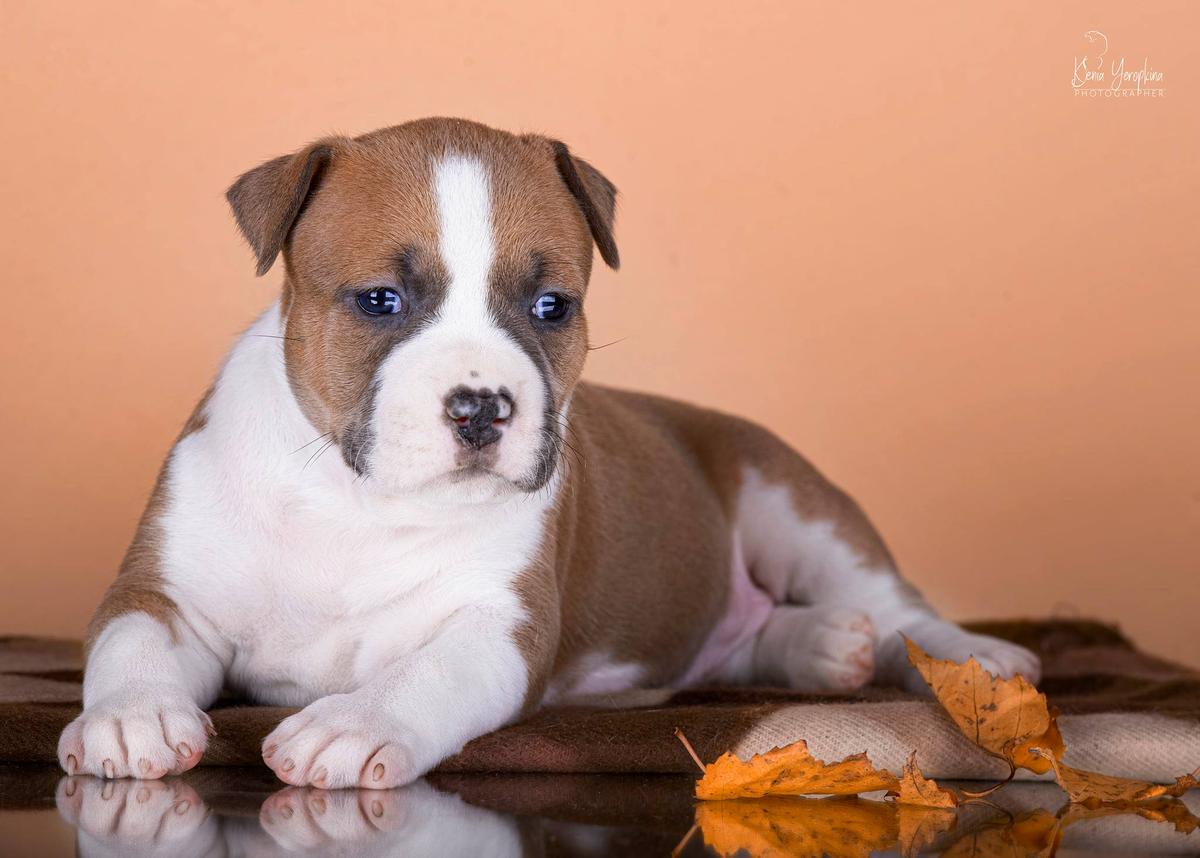 JCH. Russia Wild Berry iz Sozvezdiya Staff