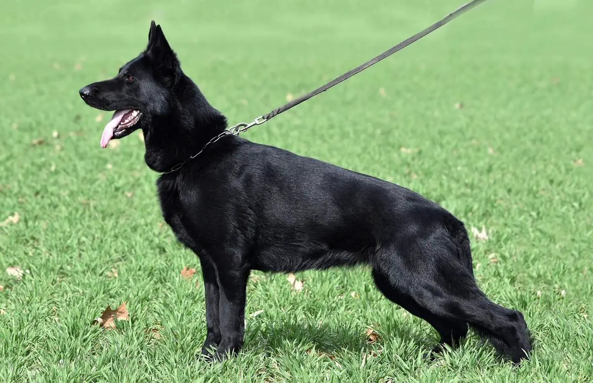 Izabela z Kralické tiskárny