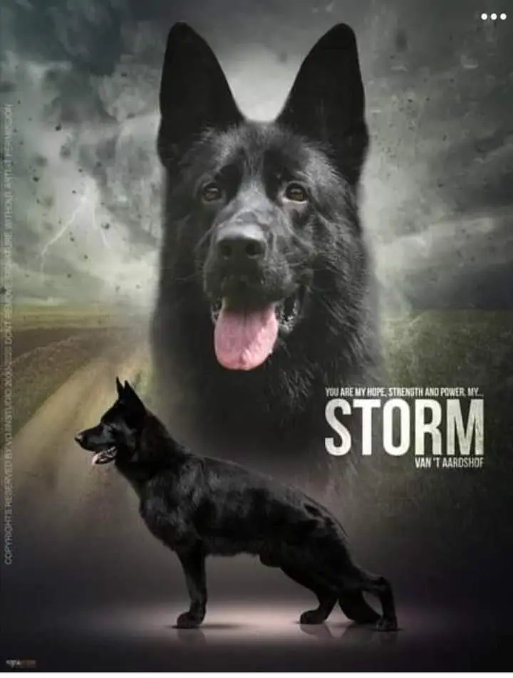 V(BSZS) Storm van't Aardshof