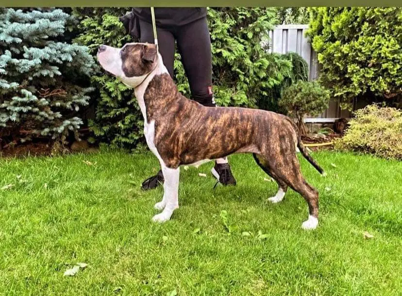 Aysun Stella Elite Amstaff