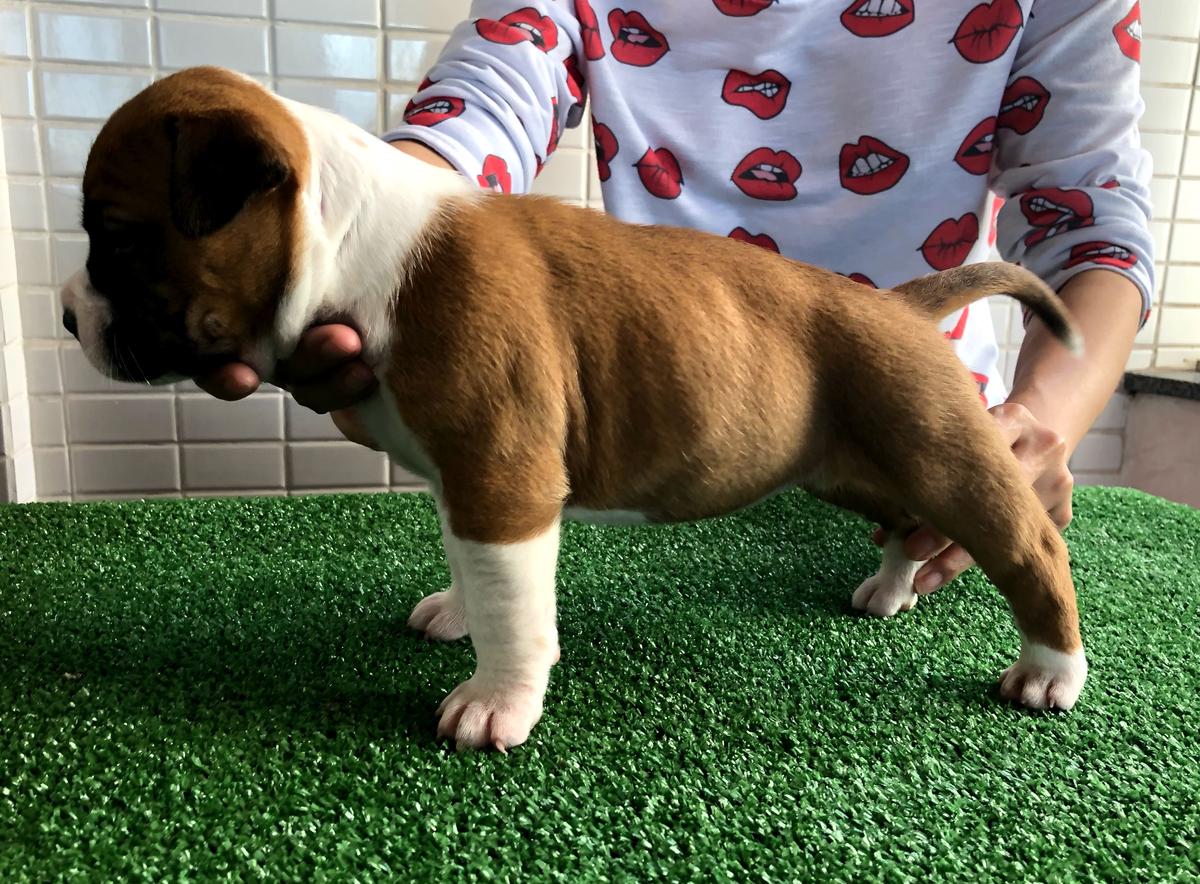 American Dream Of Schwarzen Welt