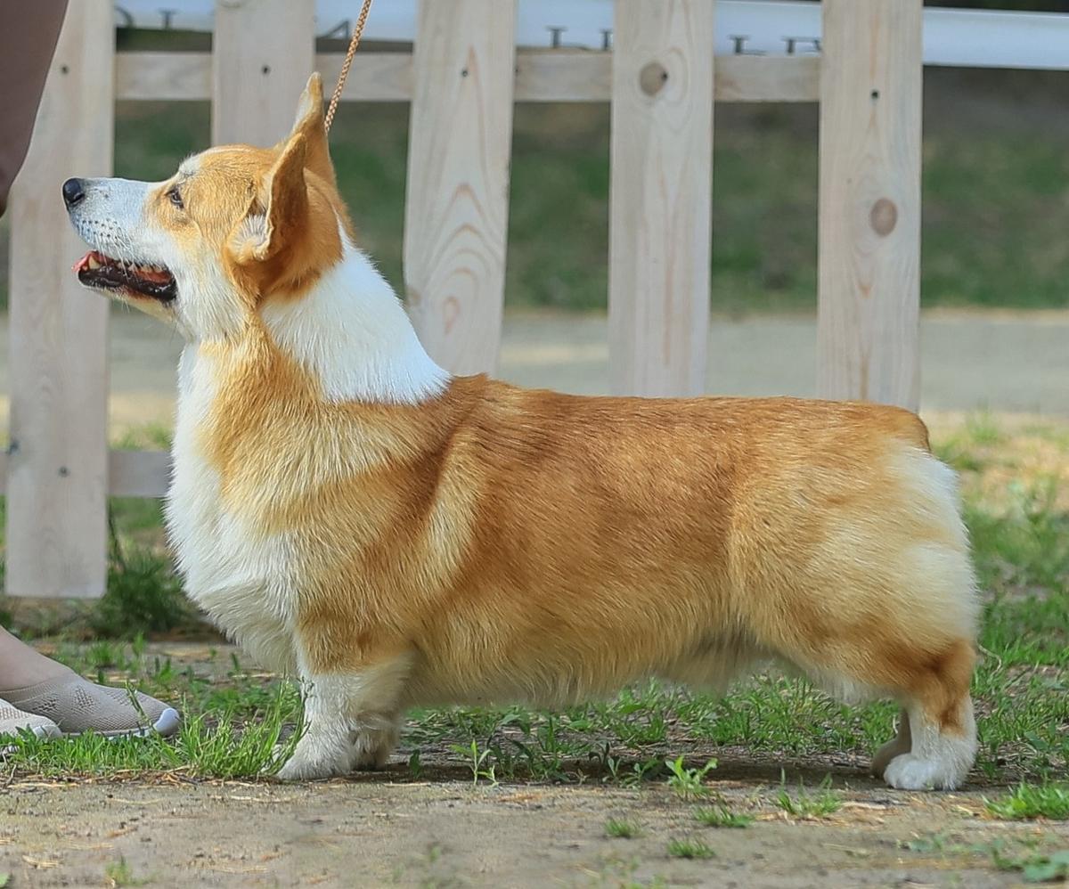 J CH RUS,  J CH CLUB, J CH RKF, CH RUS Sirius Majoris Future Champion
