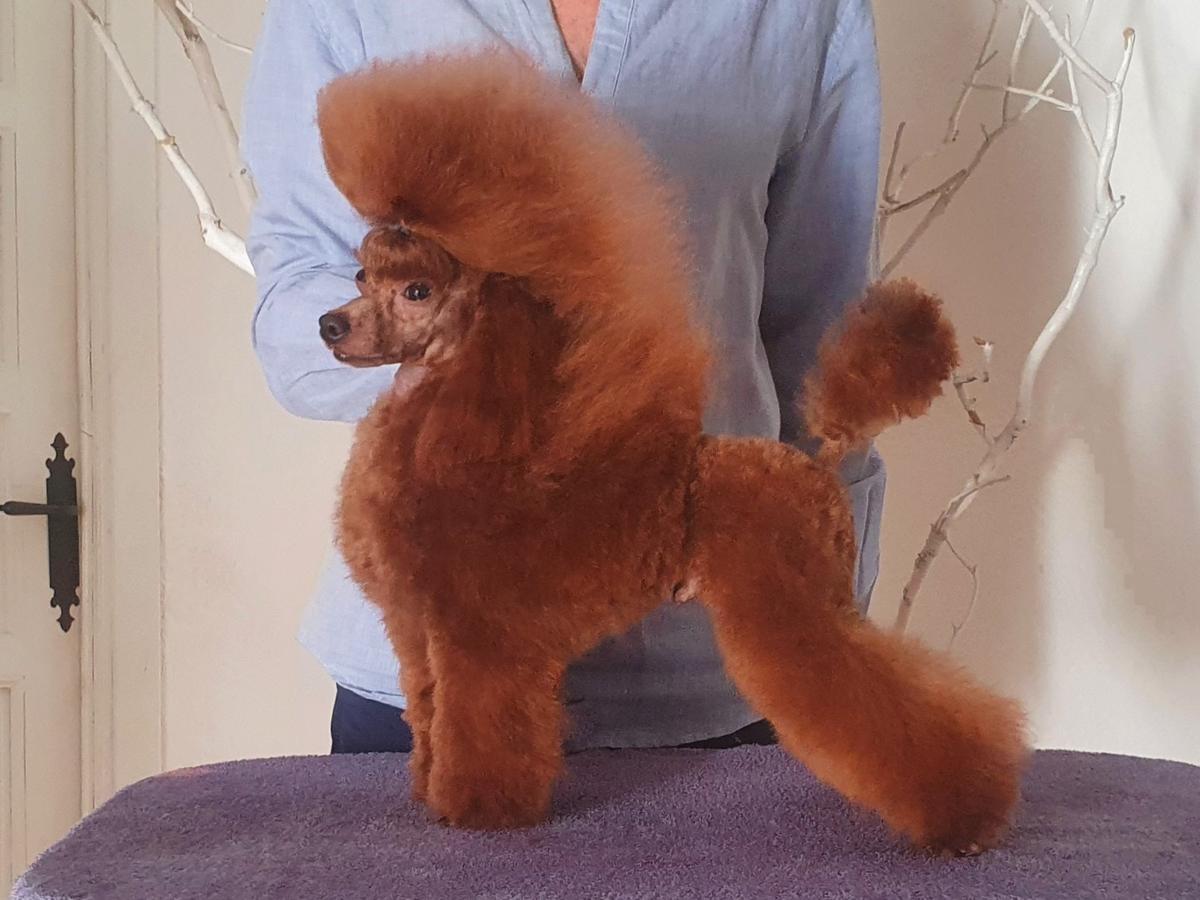 Ch (23) JCh E (21) Kram de Alderrabel Oregon