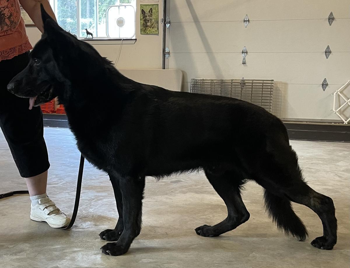 Int’l CH Faith Onyx Von Sudlich