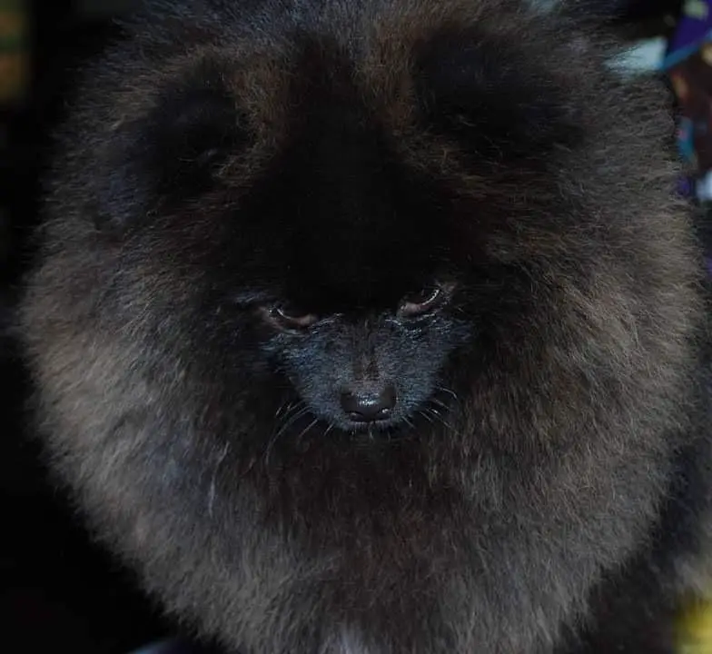 Pom Adore’s Master Class