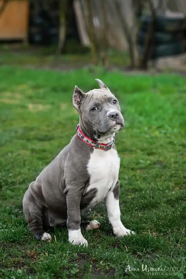 Igra Teney Originally Dream