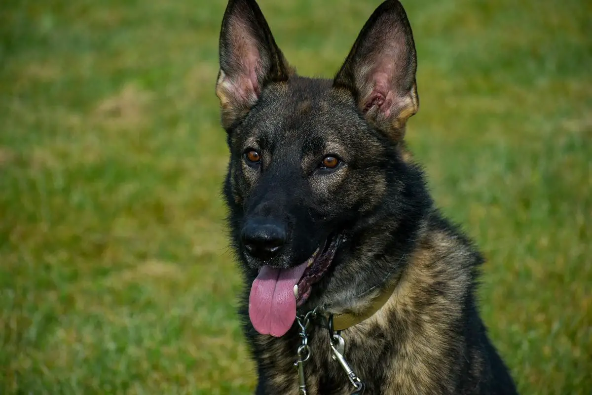 Erni Grapsa K9