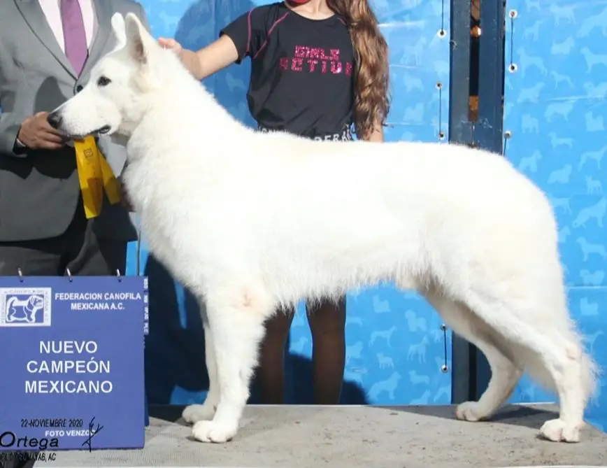 JCMX, CAMP MEX Swiss Edition One