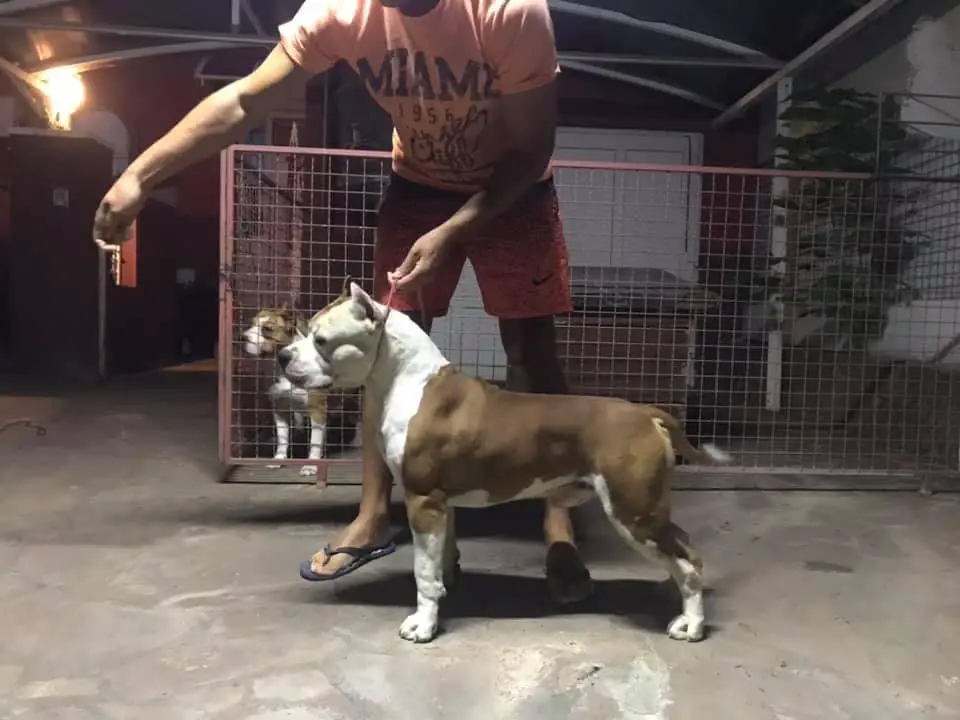 HULK BOSSKENNEL018