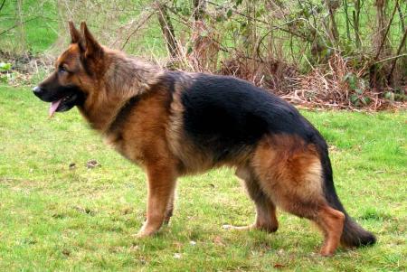 V Amor vom Breidenbacher-Schloß