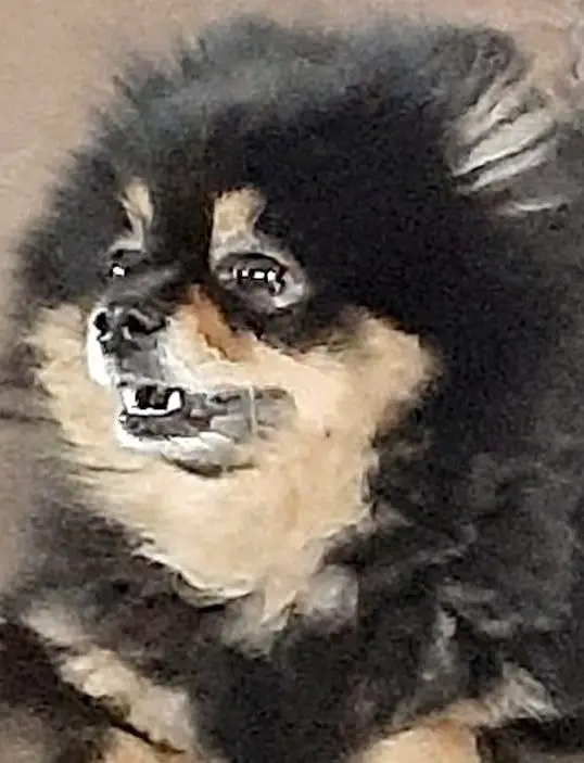 Pom Adore N Queam's Tiffany