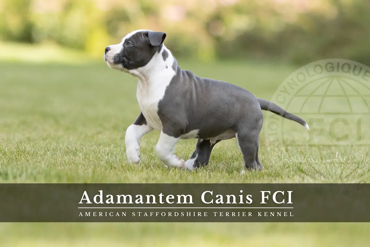 Adamantem Canis RISING SPINEL