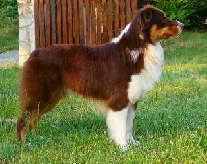 SHAWNDAL'S RADAR RED