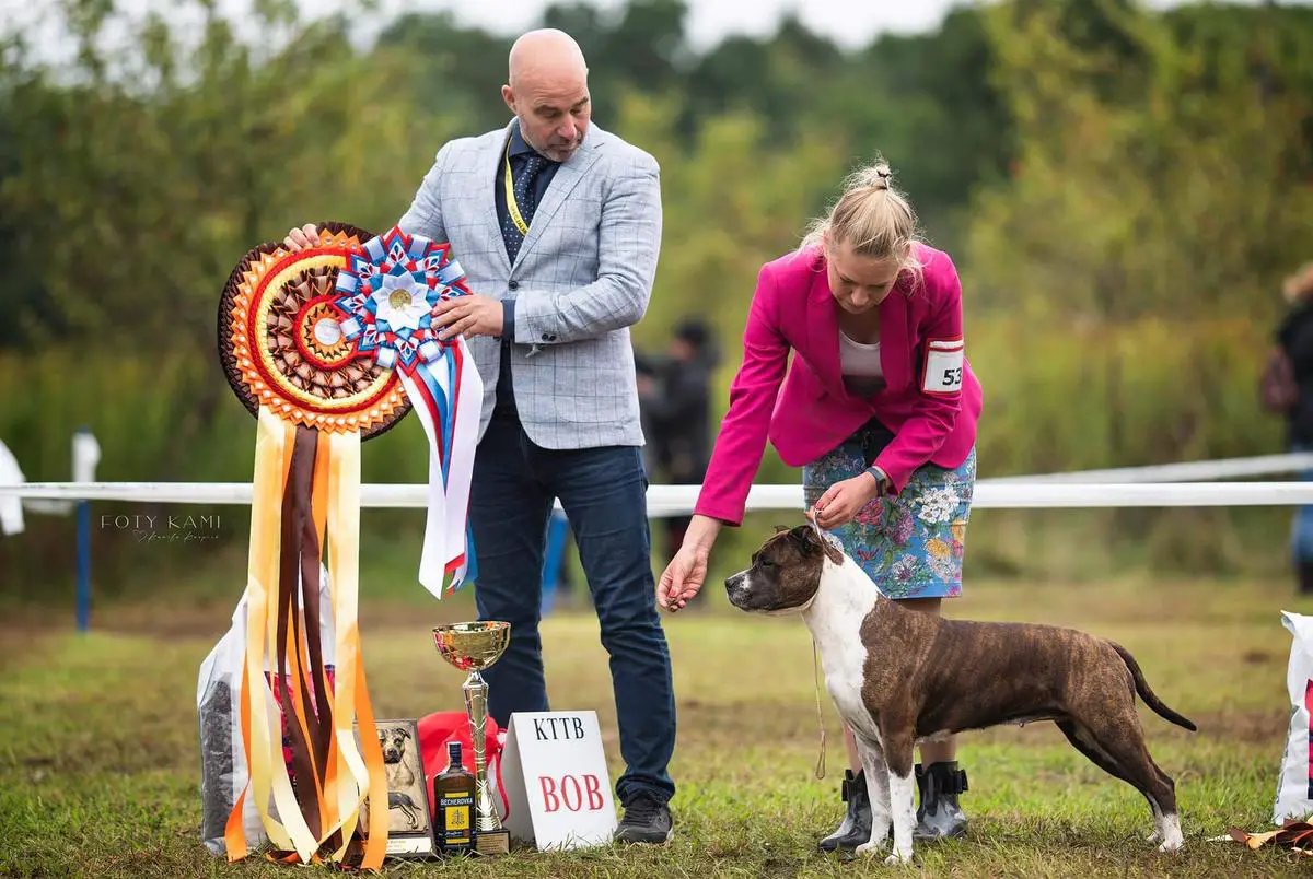 BIS,R.BISS. R.BIS.JUNIOR. INT.CH. MULTI CH. MULTI JUNIOR CH. Golden Falcon GOSPOZHA UDACHA