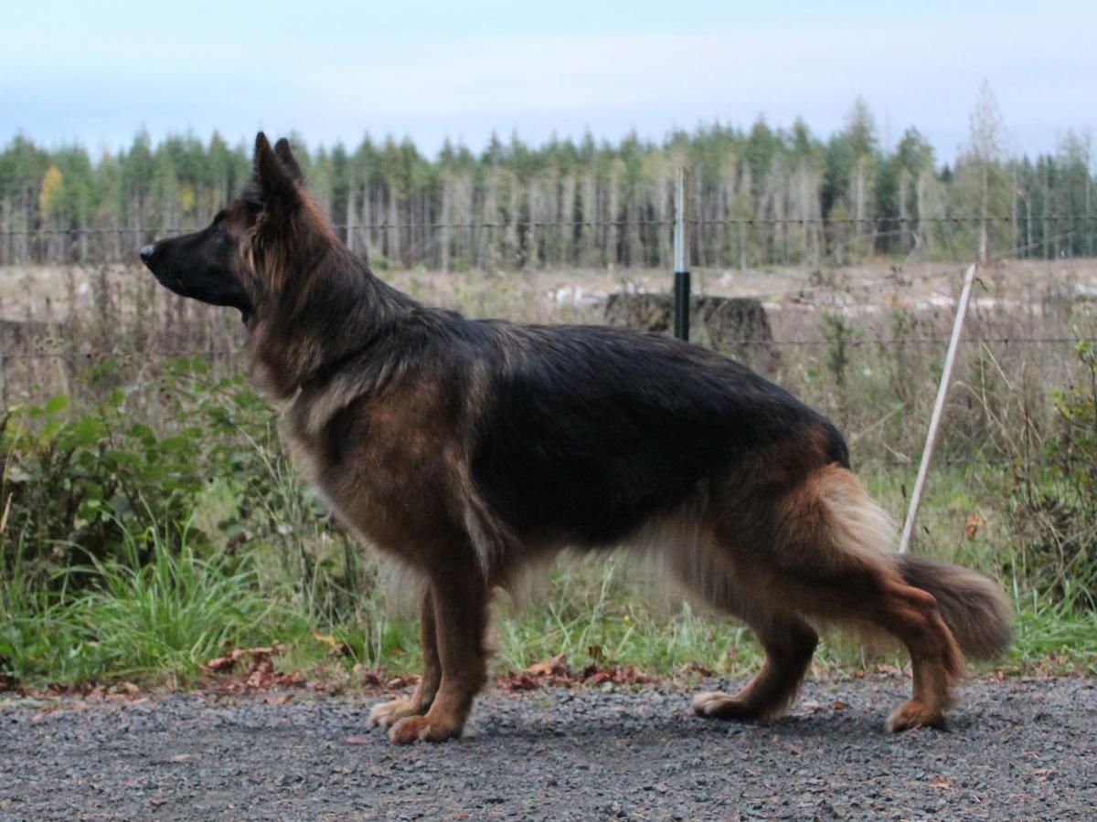 SG1, UKC CH Britannica Schau Mich An Vom Zeitgeist