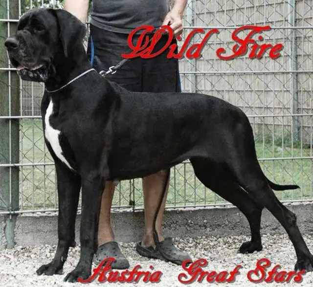 Wild-Fire Of Austria Great Stars