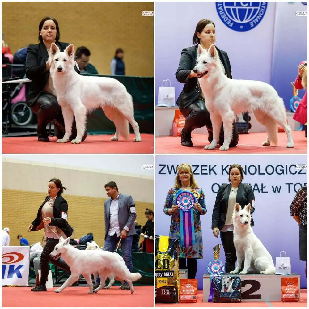 CH.PL, J.CH.PL RICORE Canavar Home