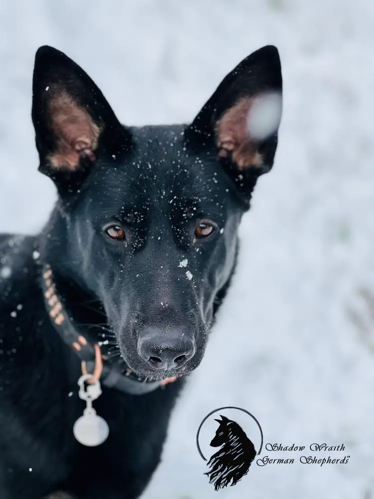 Raven Vom Kriegergeist