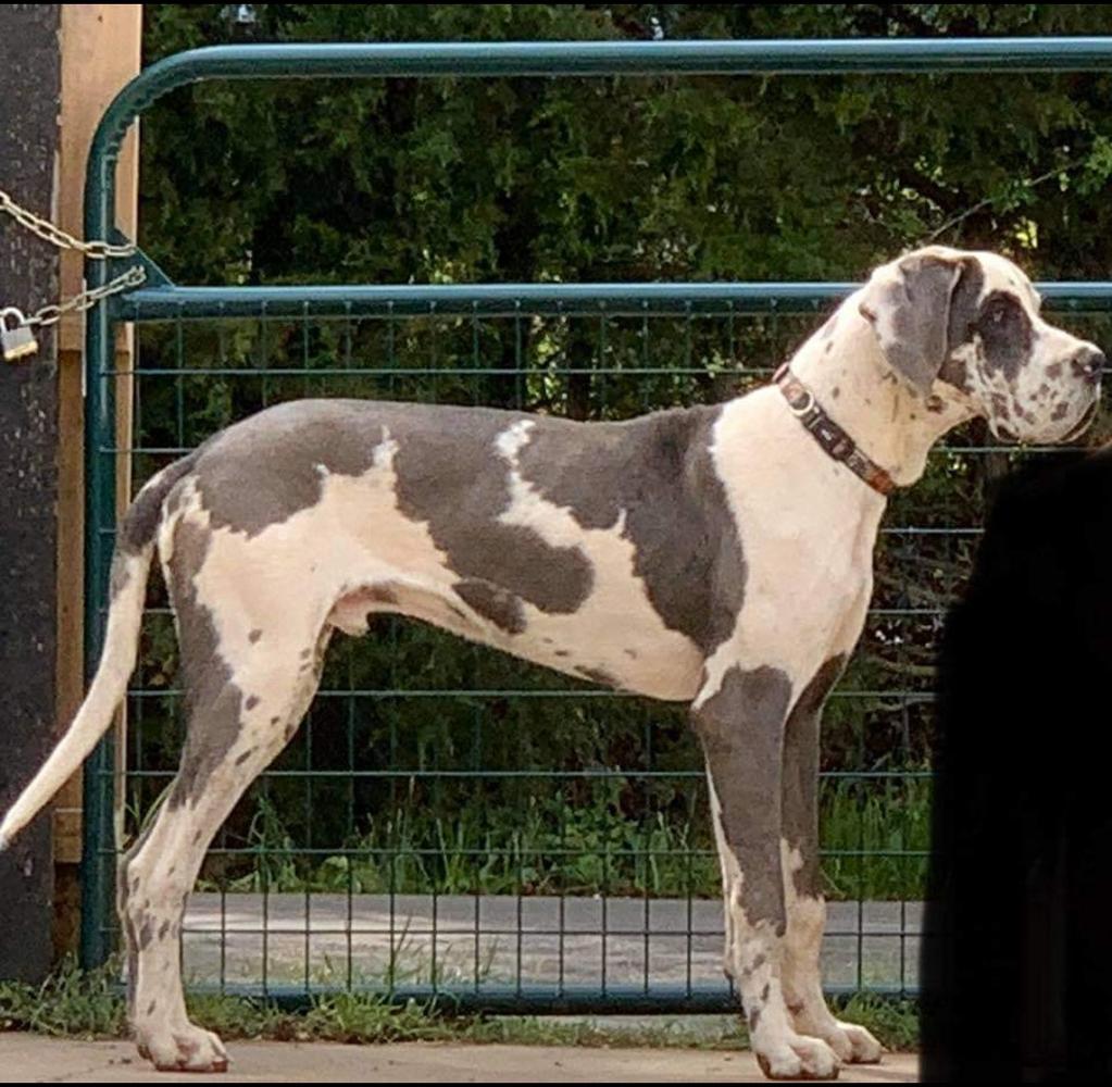 Night Sky's Tsutey Heidle Storm