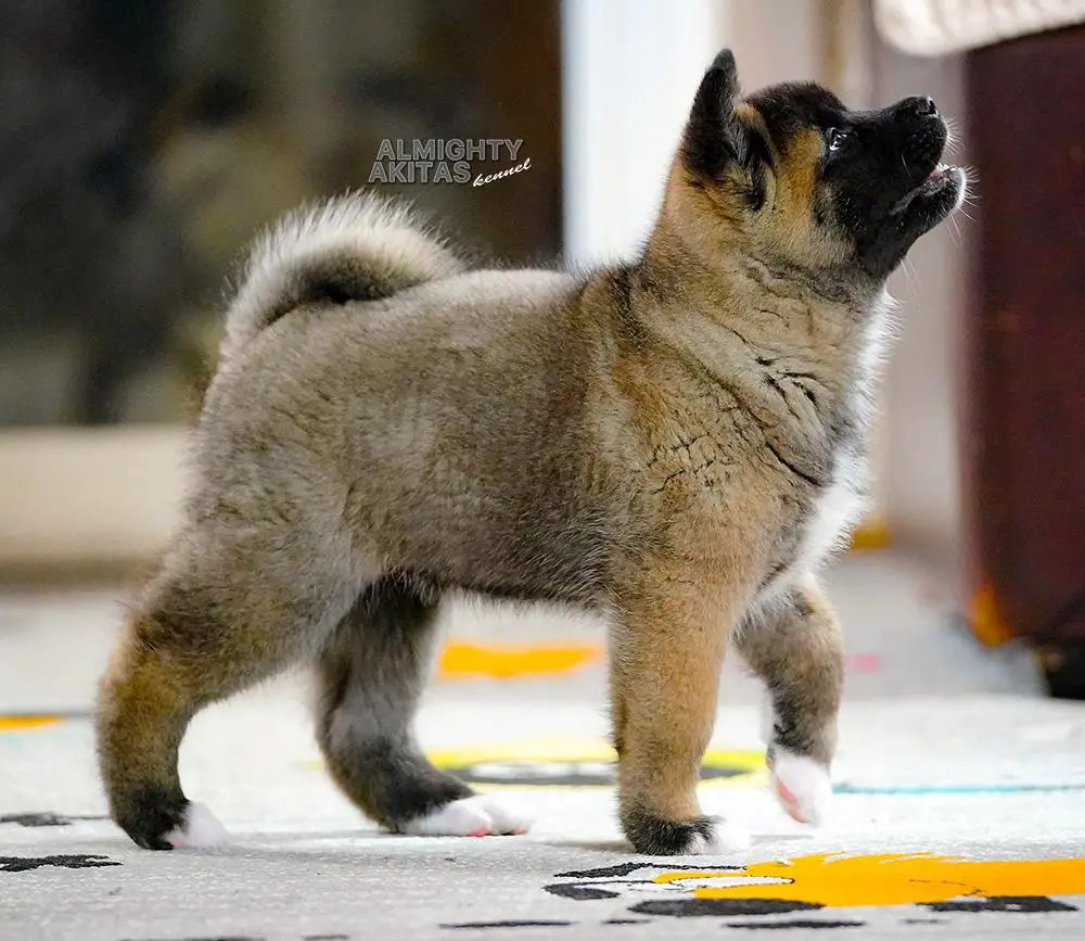 All for Almighty URSA MAJOR