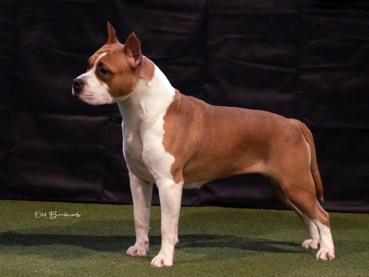 HCh, HSCh, Roman Ch, Roman Grand Ch BodyBull Helikon Chester