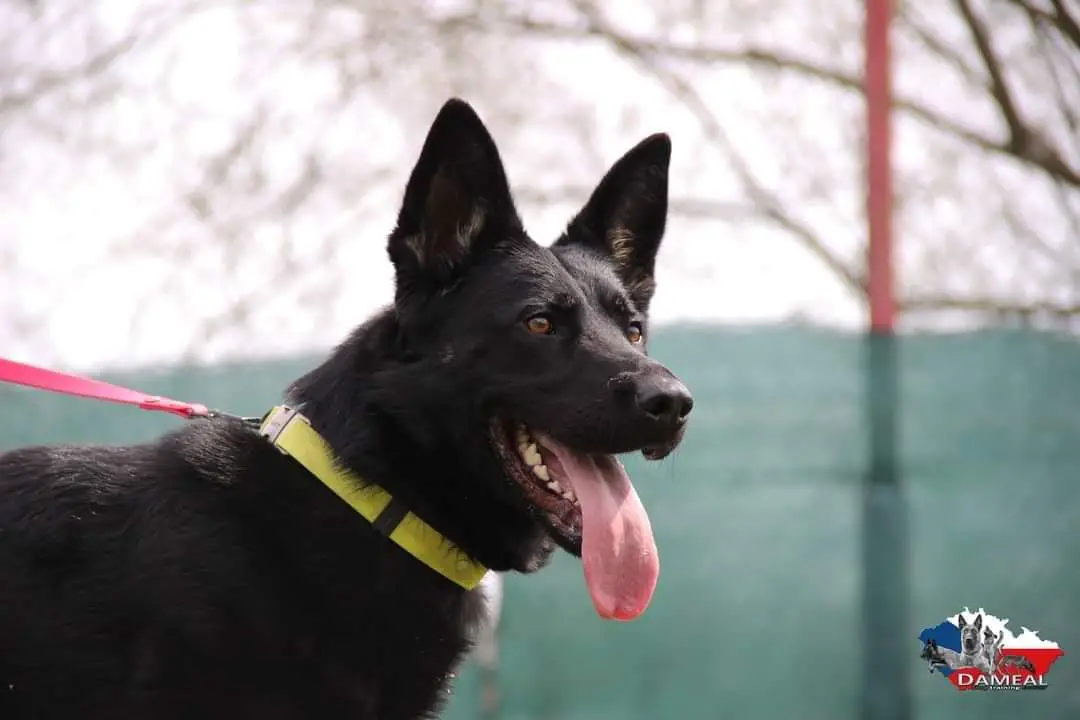 VD Haidy Štrbský štít, chovná fena