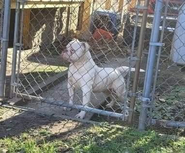 Steel Curtain's Da Street Sweeper "Streets"