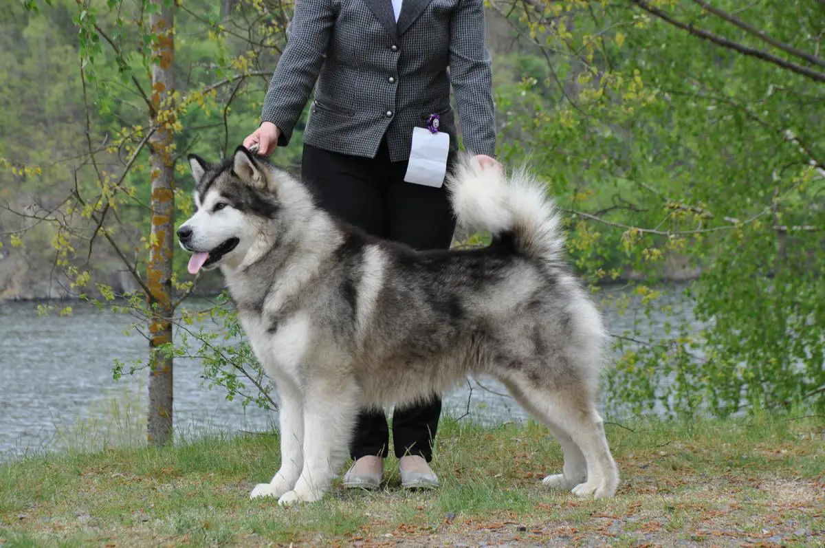 Jeff Double Trouble Polární Úsvit