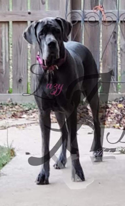 Anderson's Blue Sapphire Of Poehill-Cids