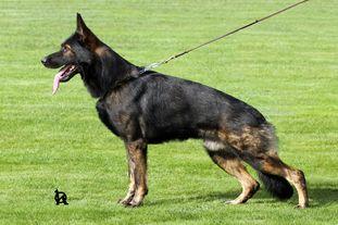 V6 Allegro ze Zděného mlýna