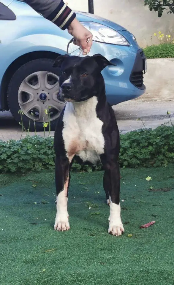 Black Queen Of Darkness