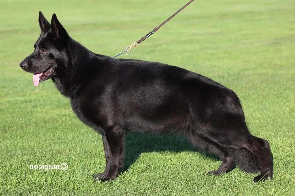 VA-6 SPAIN 2023 Vicky de Auringis