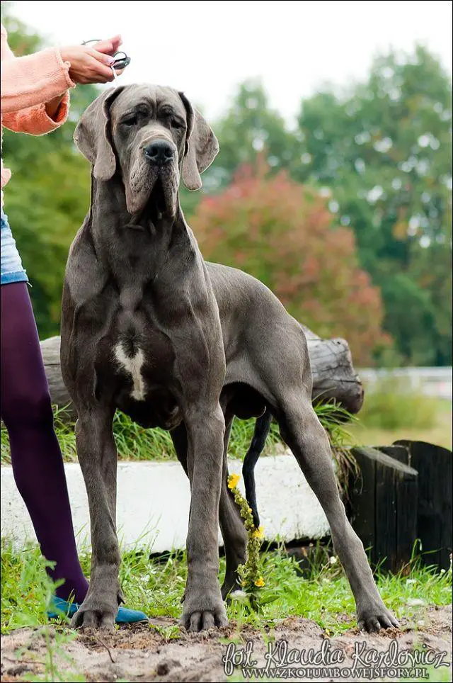 Hantaro De La Benjamine