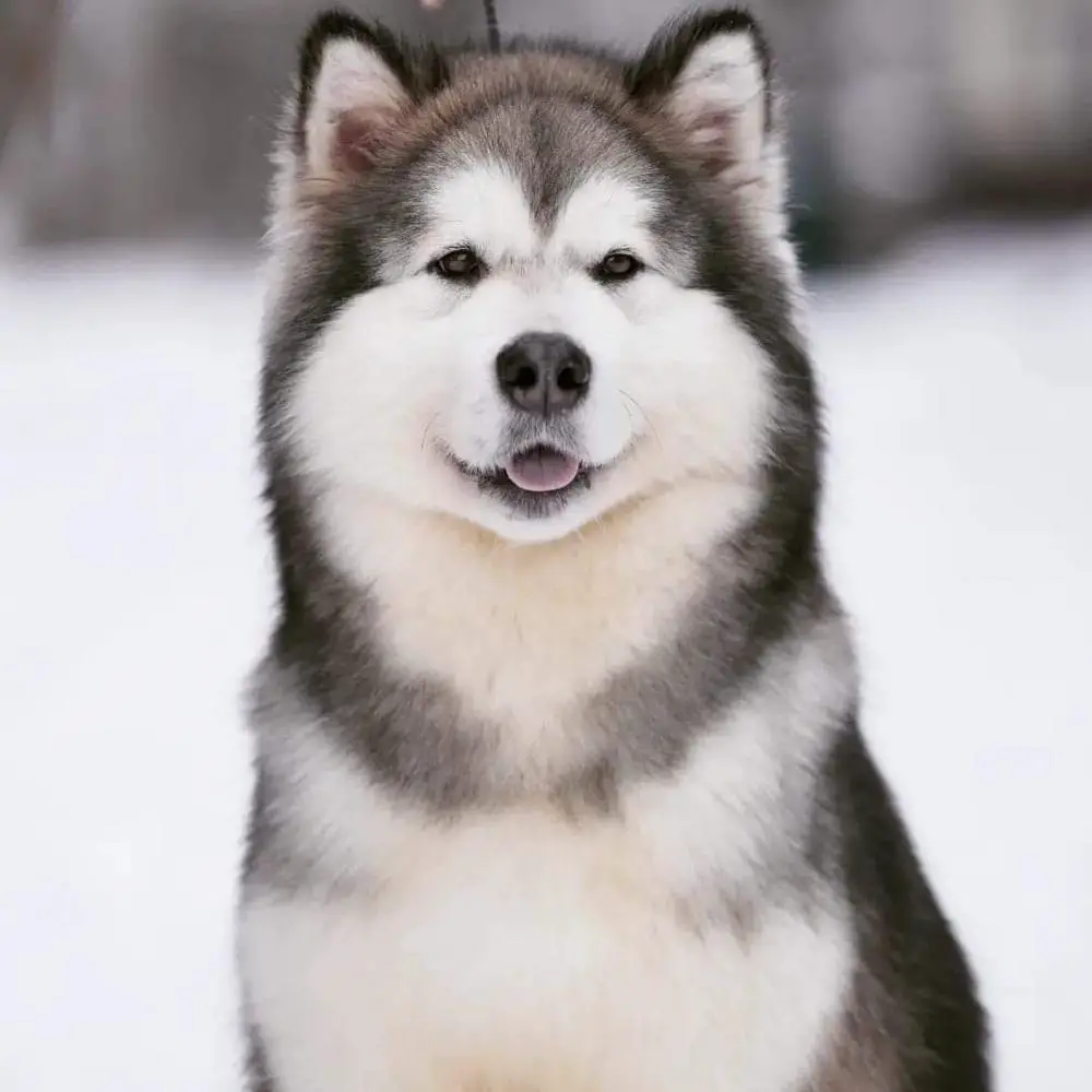 ChBY, ChBreed Eurostar Northern Baby