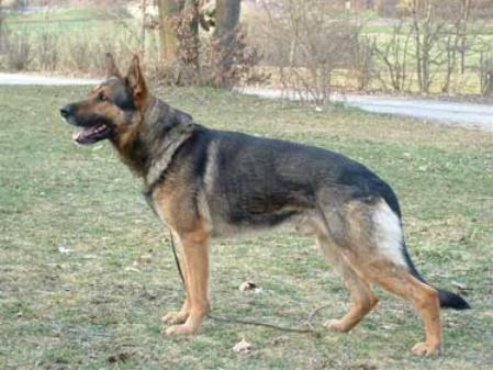 G Yassko von der Kine