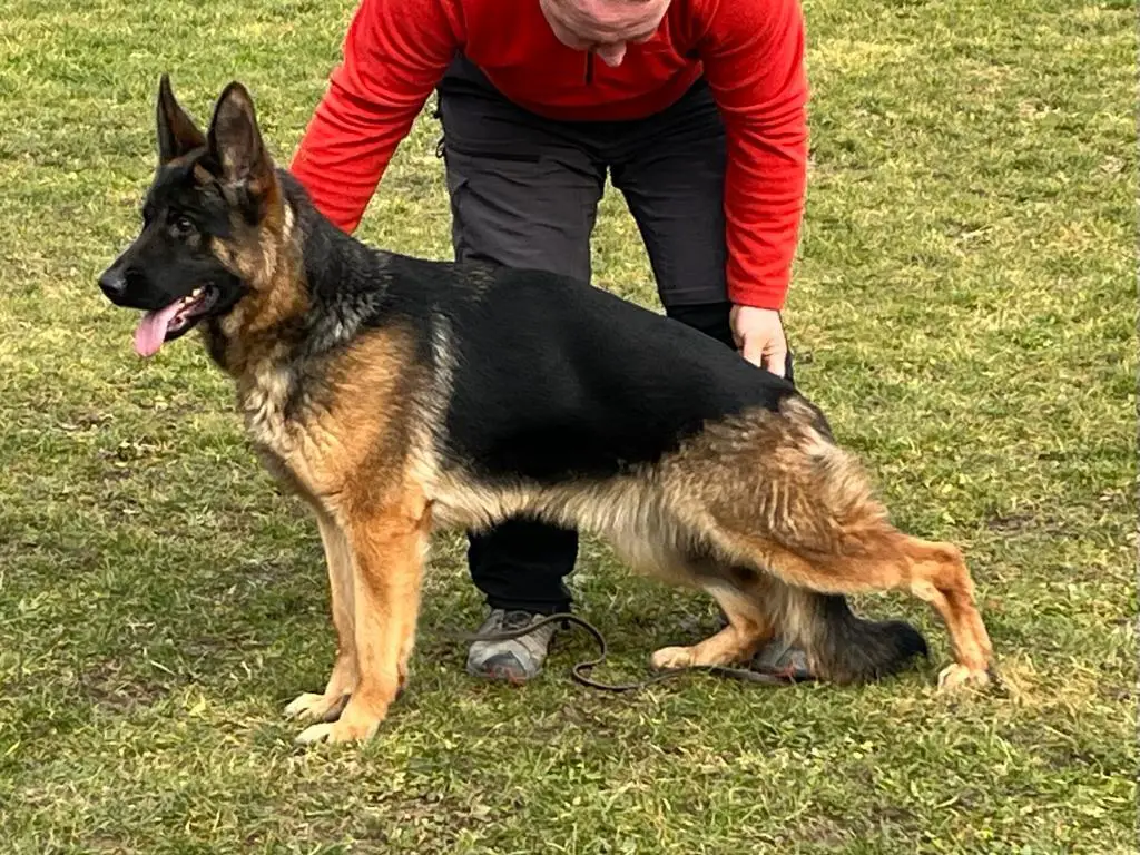 Orely Vom Neuen Berg