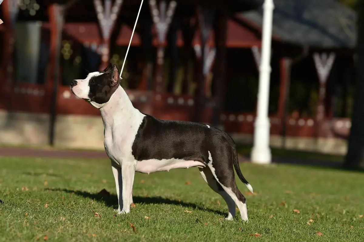 BROKEN RINGS LOCA OF PANONIAN SAILOR