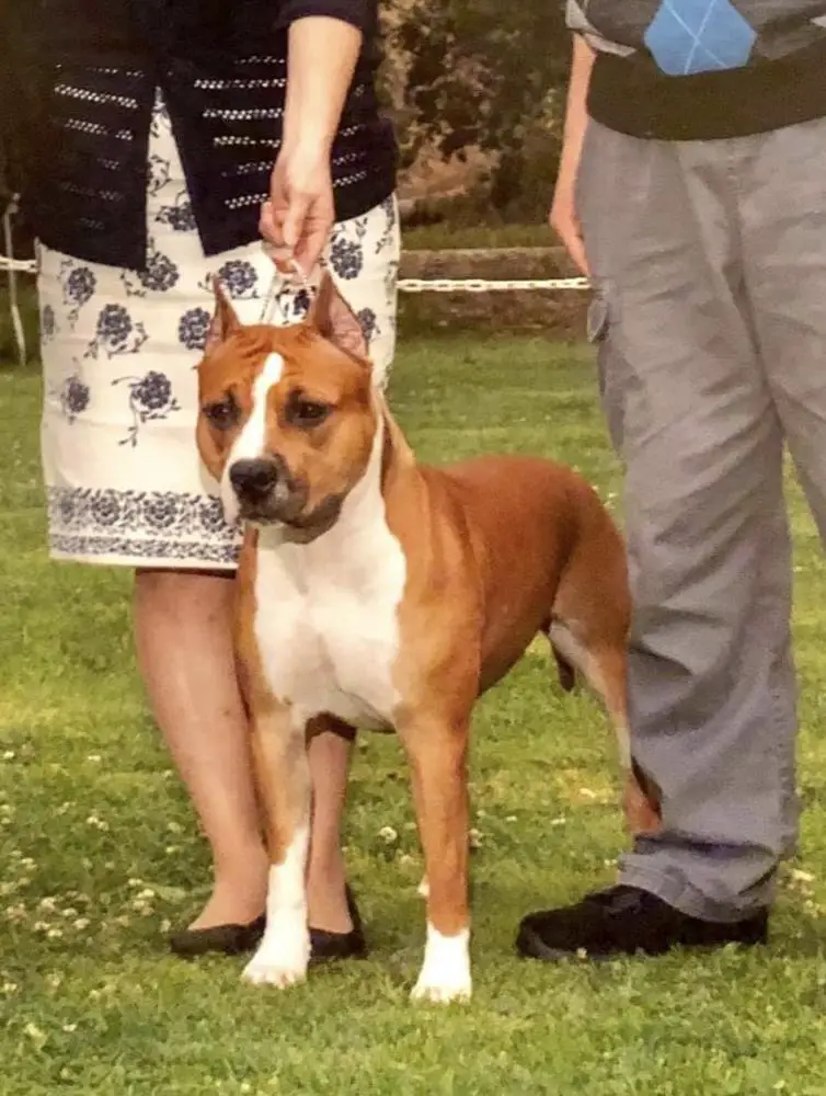 Champion Bear Mountain Dreamcatcher