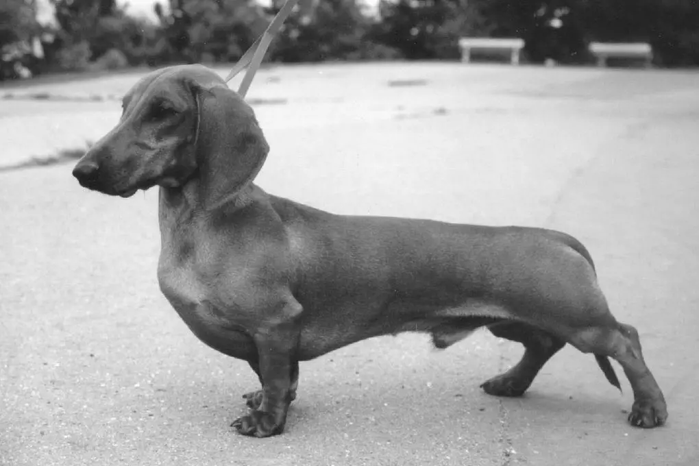 Jun.Champ.CZ Unit Rösler