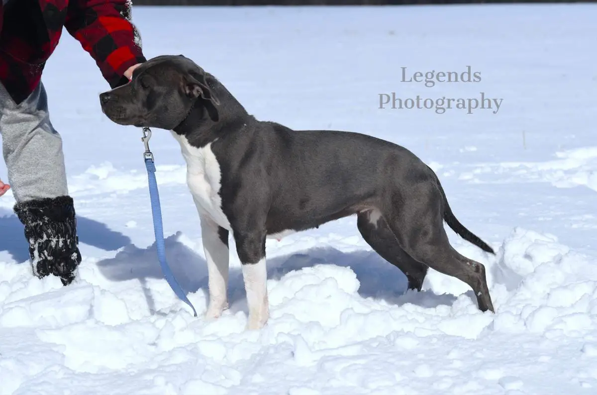 Gunsmokes Faith Rewarded