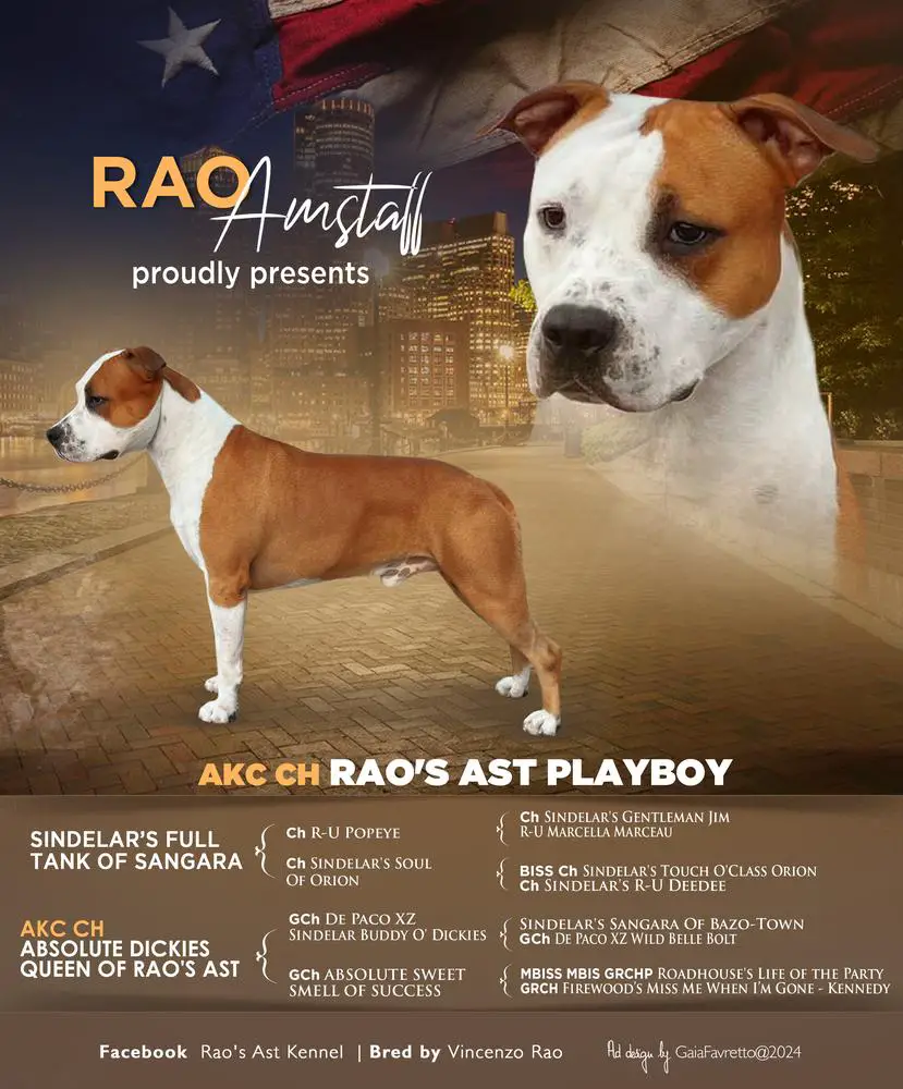 AKC CH Rao's Ast Playboy