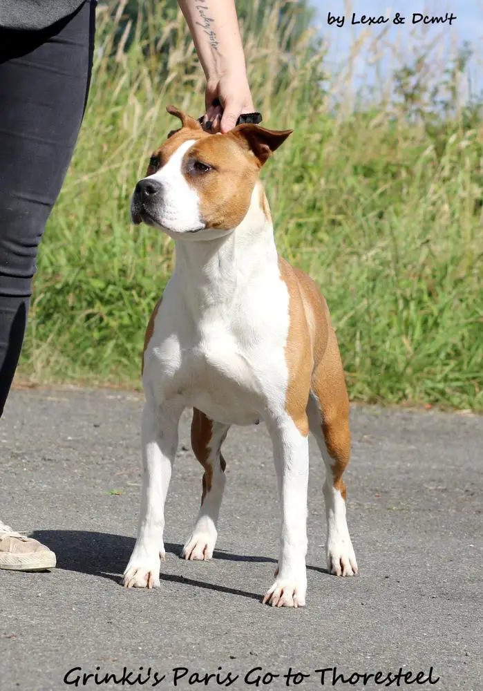 Grinki's Paris Go To Thoresteel