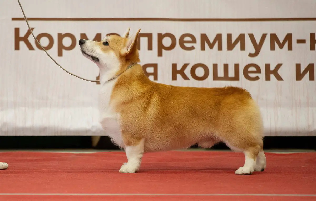 GrCH.RUS, CH.RKF, RUS, BLR, CL RUS, JCH.RKF, RUS GARDIAN ENZHEL EKIMARU