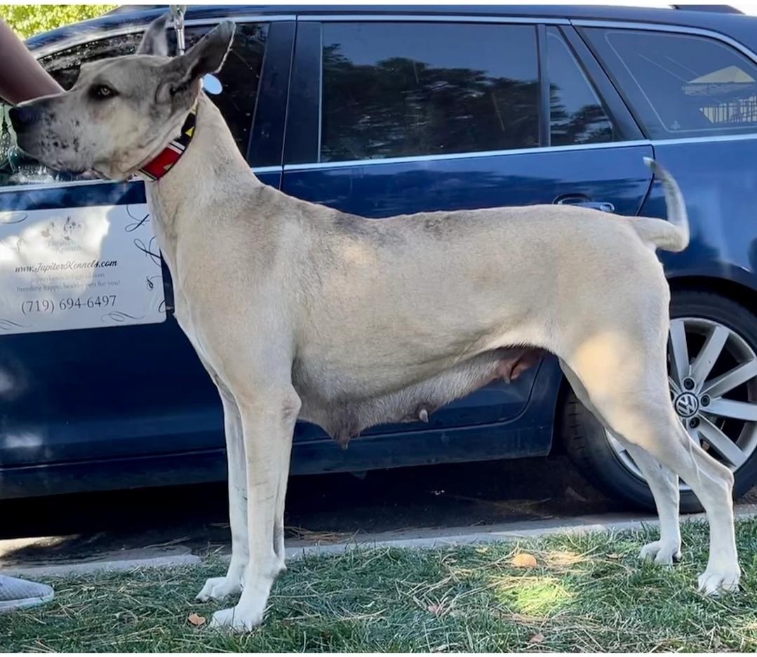 Jupiter's Lil' Double Edge Katana