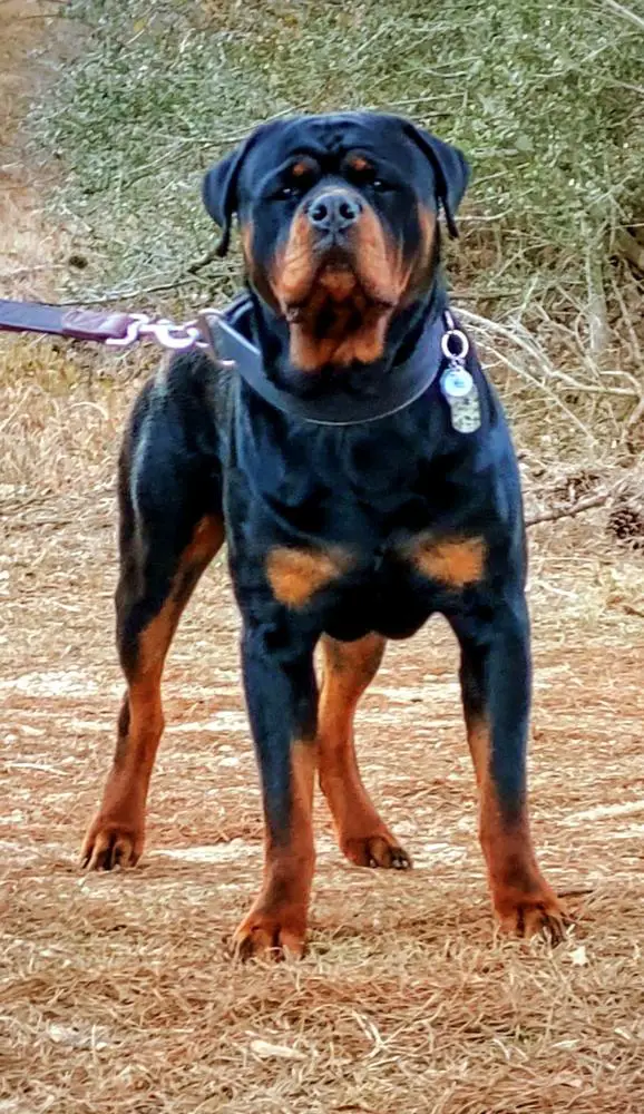 T-Boy Von Boudreaux Von R&R