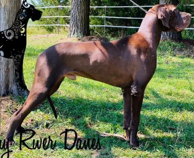 Nottoway Rivers Zeus